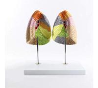 Modèle anatomique pulmonaire humain pour usage éducatif, outil didactique | Modèle anatomique pulmonaire pour l'apprentissage, outil pédagogique détaillé pour les cours de biologie et la formation