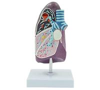 Modèle anatomique pulmonaire, taille 2/3 pour la recherche médicale et l'enseignement - Idéal pour la communication médecin-patient