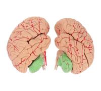 Modèle Anatomique Réaliste du Cerveau Humain, PVC | Support Pédagogique Amovible, pour Écoles Infirmières et Physiologie, Aspect Fidèle, Étudiants