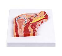 Modèle anatomique réaliste en PVC avec ligament musculaire détaillé pour entraînement clinique en salle de classe