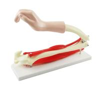 Modèle anatomique, squelette, articulation du coude humain avec muscles, outil pédagogique for cabinet médical Moules pédagogiques