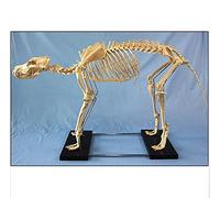 Modèle Anatomique Squelette Chien, modèle éducatif Animalier, Grand Chien, Outil démonstration vétérinaire d'anatomie Canine, modèle Squelette 120 cm x 20 cm x 60 cm