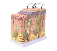 Modèle anatomique, Structure des tissus de la peau humaine, modèle anatomique agrandi 50X