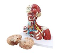 Modèle anatomique tête-cou avec cerveau, trachée, thyroïde et nerfs détachables, échelle 1:1, en 3 parties, à visée pédagogique médicale. Humain Amovible des