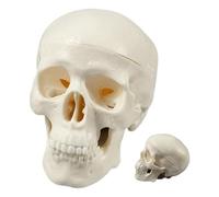 Modèle anatomique tête de mort, tête de squelette, affichage miniature réaliste pour éducation, salle de classe, enseignement, décoration d'étude, petit artisanat scientifique médical, accessoire