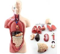 Modèle anatomique | Torse humain de 28 cm | Squelette cœur-cerveau | Outil pédagogique for l'école médecine