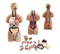 Modèle Anatomique Torse Humain, Outil pédagogique d'anatomie médicale, 19 pièces Amovibles, modèle Anatomique du Corps Humain 55 cm, Organes internes, Anatomie la tête, Respiration, Digestion et Voie