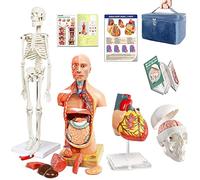 Modèle anatomique Torse Squelette Cœur Demi-Taille Crâne avec Modèles de Cerveau Meilleur Ensemble de Modèles d'anatomie Lot de 4 Modèles pratiques 3D Outils d'étude pour Étudiants en Médecine Kit