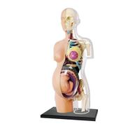 Modèle anatomique translucide de torse femme enceinte avec fœtus et organes amovibles for l'enseignement des sciences du développement l'enfant