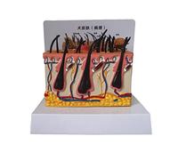 Modèle animal anatomique scientifique - de peau chien pathologique, modèle d'enseignement médical en PVC for aide à la formation médicale