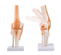 Modèle articulation du genou humain, modèle flexible du squelette d'anatomie