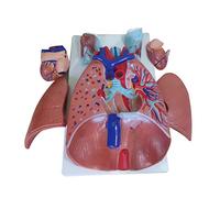 Modèle cardiopulmonaire du cœur humain de la gorge - Anatomie bronchique détachable du système respiratoire - Modèle de département des voies respiratoires - Modèle éducatif - Modèle de système