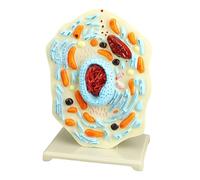 Modèle cellulaire animale Anatomie Réticulum endoplasmique Biologie Modèles scientifiques Aide pédagogique Outil de biologie Anatomie portable pour affichage