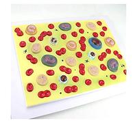 Modèle cellulaire humain hématologie - Modèle de science anatomique pour l'étude de médecine interne et de physiopathologie