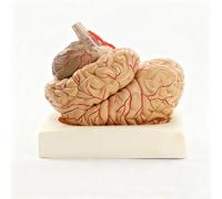 Modèle Cerveau 1:1 avec Artères Cérébrales et Repères Numériques | Modèle Réaliste Démontable, 41 Repères, Outil Pédagogique pour Neurochirurgie