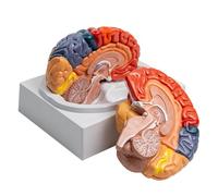Modèle Cerveau Humain 1:1 Démontable avec Repères Numériques | Modèle 2 Parties pour Étude des Artères Cérébrales, Outil Pédagogique et de Démonstration