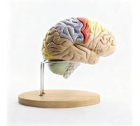 Modèle Cerveau Humain 2x Démontable avec Repères Numériques | Modèle Cerveau Réaliste 4 Parties pour Psychologie et Enseignement des Sciences, Outil Démonstration pour Classe