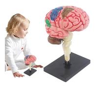 Modèle cerveau humain - Anatomie de 10,2 cm | Structure médicale en PVC avec base - Affichage réaliste du tronc cérébral hippocampe pour enseignement en salle de classe, étudiant, démonstration