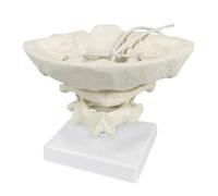 Modèle cervical, ceinture occipitale, atlas et axe, modèle auxiliaire de la colonne cervicale humaine for l'enseignement et la formation médicale Moules pédagogiques