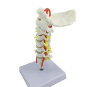 Modèle cervical professionnel avec réseaux neuronaux