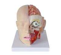 Modèle classique d'anatomie cérébrale avec artères cérébrales et 4 parties détachables - Neurologie médicale for la planification chirurgicale