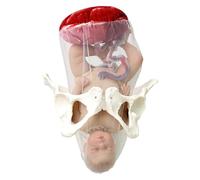 Modèle Combiné D'accouchement Fœtal Avec Bébé Et Bassin Séparables Outil De Simulation D'accouchement Dynamique Modèle De Formation De Sage-femme For La Pratique De L'enseignement