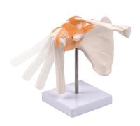Modèle conjoint de l'épaule du squelette humain anatomique avec ligament, faculté d'aide à la médecine infirmière formation d'outil de simulation clinique