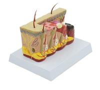Modèle corporel Modèle Squelette Brûlure cutanée Modèle Anatomique Maladie cutanée pathologique Anatomie for étude Affichage Enseignement for la biologie Chirurgie esthétique Mini-invasive