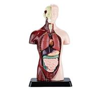 Modèle Corps Humain, Kit Scientifique d'apprentissage précis - Apprentissage Anatomie Garçons | pour Plus de 6 Ans, pour Maison, Salle de Jeux, Chambre, étude, école, Salle de Classe,