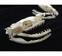 Modèle Crâne D'animal Serpent De Crâne Spécimen Pour Taxidermie Fournitures D'art Médecine Vétérinaire Os Bar Bureau Collection Décoration
