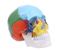 Modèle Crâne Humain Coloré Grandeur Nature Anatomie Anatomique Enseignement Médical Squelette Enseignement Modèle Avion