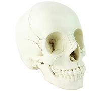 Modèle Crâne Humain, Crâne Articulé, Adulte Crane Anatomique Version, 22 Pièces, Grandeur Nature, pour L'étude, L'affichage Et l'enseignement De Médicale