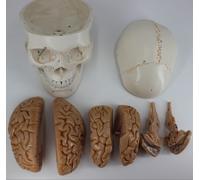 Modèle Crâne Pour La Neurologie,Cerveau,Cerveau,Modèle Anatomique,Avec Marque Numérique,Modèle D'éducation Pour La Tête