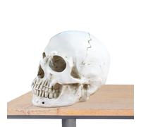 Modèle crâne - Statue en résine grandeur nature | Décoration réaliste de | Design anatomiquement détaillé, prêt à être affiché, pour les départements de biologie et de science