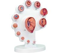 Modèle croissance organes fœtaux, développement embryon utérin | Modèle de développement de l'embryon utérin du foetus, for outil de formation en soins infirmiers.