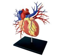 Modèle Cœur 4D 1:1 avec Ramifications Artérielles et Veineuses | Modèle Cœur Détachable avec Socle et Boîte Colorée, Outil Pédagogique pour Cardiologie