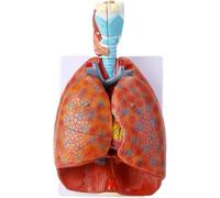 Modèle D’Anatomie Cardio-pulmonaire Laryngée Humaine Modèle De Système Respiratoire OTO-Rhino-laryngologiste Département D’Anatomie Cardiopulmonaire