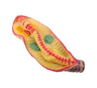 Modèle D’anatomie D’insecte en Plastique pour Cours de Biologie | Specimen Réutilisable, Aide Visuelle pour Organes Internes, Usage en Laboratoire Scolaire, Guides Inclus