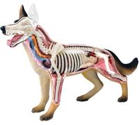 Modèle D’Anatomie De Chien, Squelette De Chien, Spécimen De Squelette D’Animal, Biologie Détachable, 29 Pièces pour Démonstration D’enseignement des Animaux