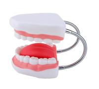 Modèle d ' anatomie de la langue des dents agrandies, modèle des dents humaines avec langue amovible, outil d ' enseignement anatomique élargi