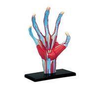 Modèle d ' anatomie de la main avec vaisseaux sanguins, pièces | Muscles, ligaments, nerfs et artères montrent les détails et la structure internes de la main, facile,