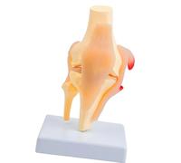 Modèle d ' anatomie de la structure de l ' articulation du genou rotulien avec muscles et ligaments détaillés pour démonstration en classe, étude d ' anatomie, outil d ' enseignement