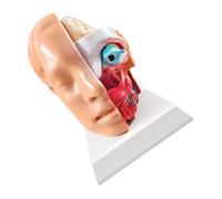 Modèle d ' anatomie de la tête avec affichage en coupe | Coupe ouverte pour les relations anatomiques, les régions internes contrastées, l ' affichage pédagogique pour les