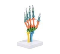 Modèle d ' anatomie de squelette d ' os de main humaine nature avec articulations mobiles modèle d ' os de main à code couleur pour l ' enseignement en rticulation du poignet