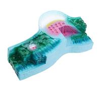 Modèle d ' anatomie de structure de feuille réaliste Modèles anatomiques de feuilles de Aide à l ' apprentissage de la biologie pour la démonstration en classe Modèle d ' anatomie végétale PVC