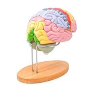 Modèle d ' anatomie de structure de tête à code couleur, modèle d ' anatomie de tête humaine agrandi avec composants détachables pour la démonstration des fonctions mentales en classe