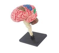 Modèle d ' anatomie du cerveau avec organes détachables | Modèle anatomique de cerveau humain, assemblage pratique, modèle d ' anatomie du cerveau humain pour les laboratoires