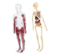 Modèle D’anatomie du Corps pour Garçon et Filles, Squelette et Organes