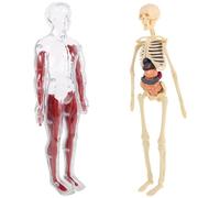 Modèle D’anatomie du Corps pour Garçons et Filles, Squelette et Organes | Ps, PP et Pvc, Usage en Classe à L’école, Stimule la Curiosité et L’apprentissage Manuel