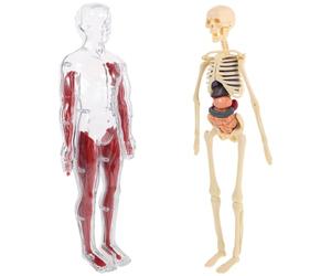 Modèle D’anatomie du Corps pour Garçons et Filles, Squelette et Organes | Ps, PP et Pvc, Usage en Classe à L’école, Stimule la Curiosité et L’apprentissage Manuel